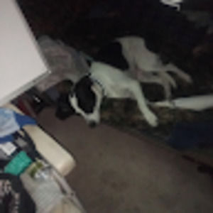 Meet your Posher, Kodi